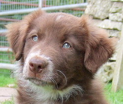 Red and white FEMALE border collie puppy